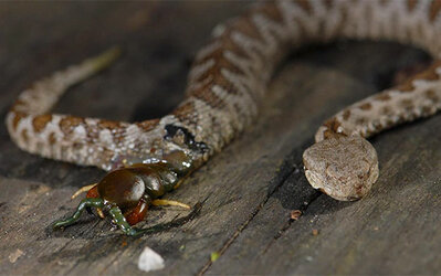 centipede bursting from snake.jpg
