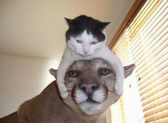 Aaaaw.jpg