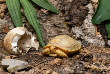 albino tortoise.png