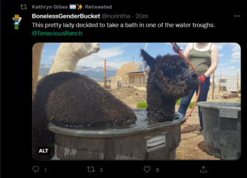 Screenshot 2022-06-07 at 21-21-17 Tweets with replies by Kathryn Gibes 🏳️‍⚧️✨ (@TransSalamande...png