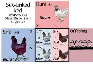 sexlinkcolorgenes.jpg