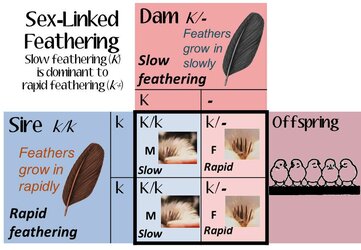feathersexinggenes.jpg
