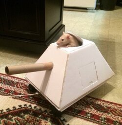 Hakos Baelz disguised.jpg