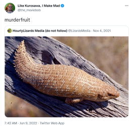 skink.png