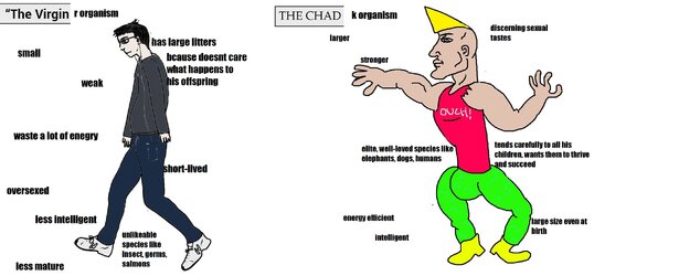 vchad.jpg