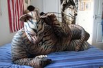 1286035091.huskywolf_kittypup__4_.thumb.jpg.38d1d135559011c5012d4ce64240f386.jpg