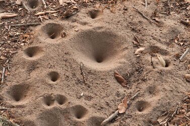 Antlions[1].jpg