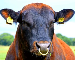 nose-ring-2372471_1280.jpg