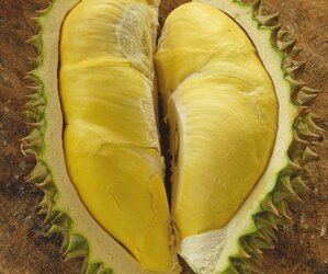 fresh-durian-picture-opened.jpg
