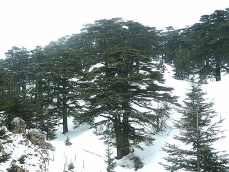 Lebanon_Cedar.jpg