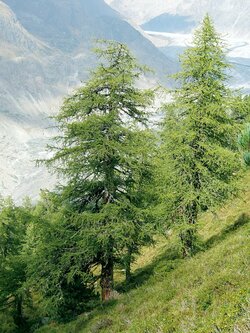 Larix_decidua_Aletschwald.jpg