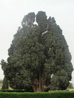 Zoroastrian_Sarv.jpg