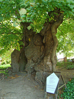 800px-Reinberg-linde.jpg