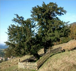 Alte_Eibe_von_Balderschwang.jpg