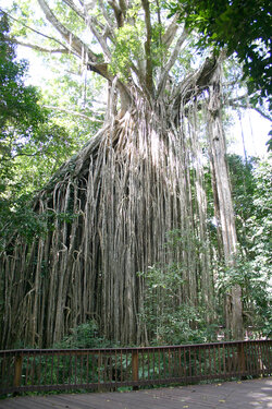 Curtain_Fig.jpg