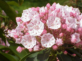 Kalmia_latifolia2.jpg