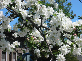 Appletree_bloom_l.jpg