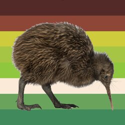 kiwi pride flag.jpg