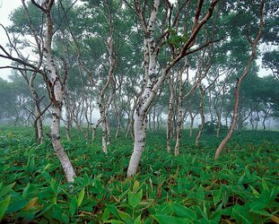 Betula_ermanii_in_Kuril_nature_reserve.jpg