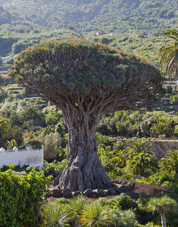 Drago_milenario,_Icod_de_los_Vinos,_Tenerife,_España,_2012-12-13,_DD_01.jpg