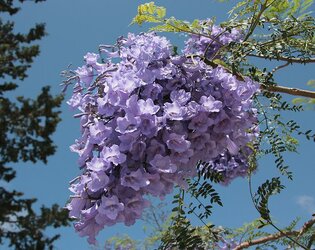 Jacaranda_mimosifolia_5334.jpg
