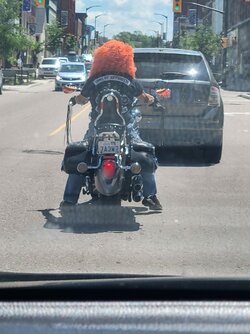 Animal.jpg