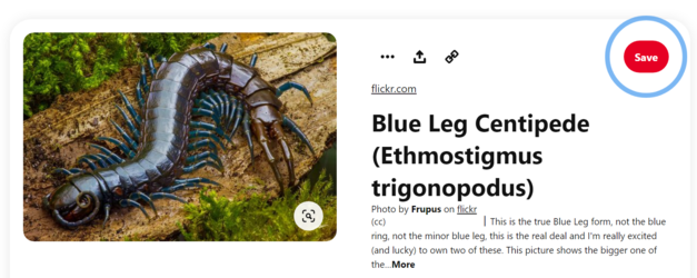 IDEAL PET CENTIPEDE.PNG