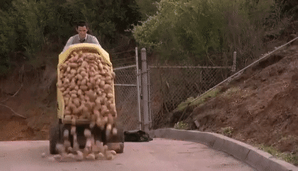 DangerousDearHarlequinbug-size_restricted.gif