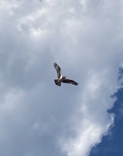 EC698AEB-D8DE-44C9-B32E-8845745C2692.jpeg