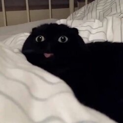 voidcaT.jpg