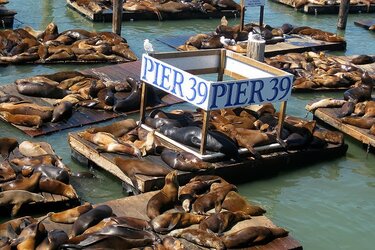 pier 39 sea lion lions k-dock san francisco 21.jpg