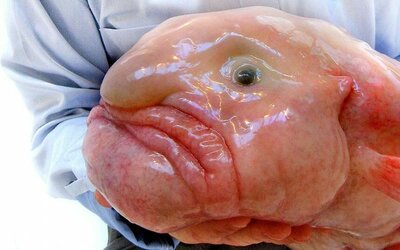 blobfish 1.jpg