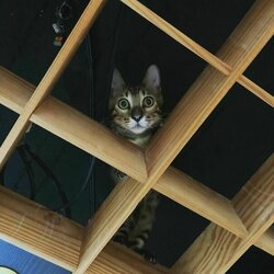 Dont-Look-Up-Because-Hostile-Cats-Are-Bringing-22Death-From-Above22-Funny-Pictures-Animals-Pet...jpg