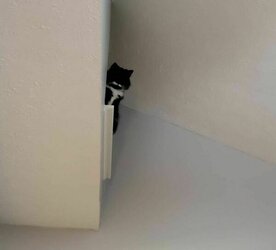 Dont-Look-Up-Because-Hostile-Cats-Are-Bringing-22Death-From-Above22-Funny-Pictures-Animals-Pet...jpg