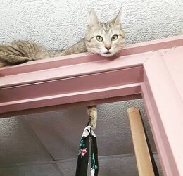 Dont-Look-Up-Because-Hostile-Cats-Are-Bringing-22Death-From-Above22-Funny-Pictures-Animals-Pet...jpg