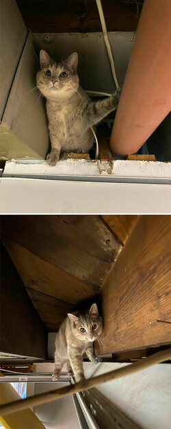 Dont-Look-Up-Because-Hostile-Cats-Are-Bringing-22Death-From-Above22-Funny-Pictures-Animals-Pet...jpg