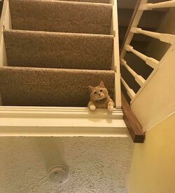 Dont-Look-Up-Because-Hostile-Cats-Are-Bringing-22Death-From-Above22-Funny-Pictures-Animals-Pet...jpg