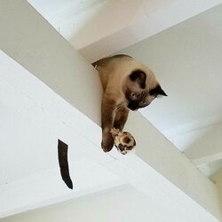 Dont-Look-Up-Because-Hostile-Cats-Are-Bringing-22Death-From-Above22-Funny-Pictures-Animals-Pet...jpg
