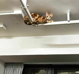 Dont-Look-Up-Because-Hostile-Cats-Are-Bringing-22Death-From-Above22-Funny-Pictures-Animals-Pet...jpg