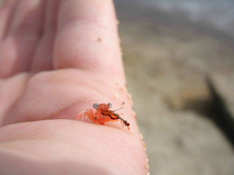 tiny crab with violin.png