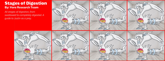 StagesOfDigestion.png
