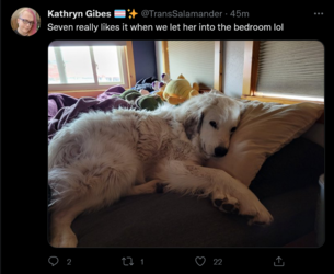 Screenshot 2022-06-23 at 00-13-05 Tweets with replies by Kathryn Gibes 🏳️‍⚧️✨ (@TransSalamande...png