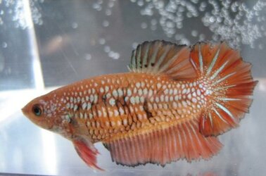 rosetail fem.jpg