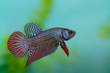 Betta-fish-in-the-wild-1.jpg
