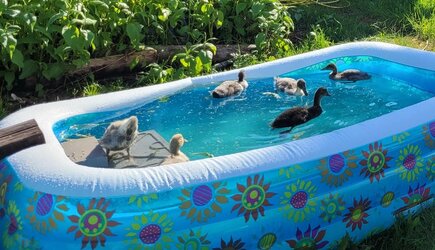 ducklings.jpg