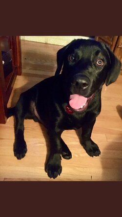 good doggo.jpeg