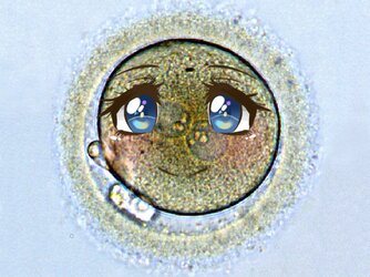 Zygote1.jpg