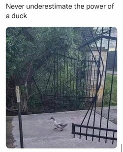 Duck.jpg