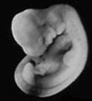 toembryo.jpg