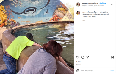 petting stingrays.png